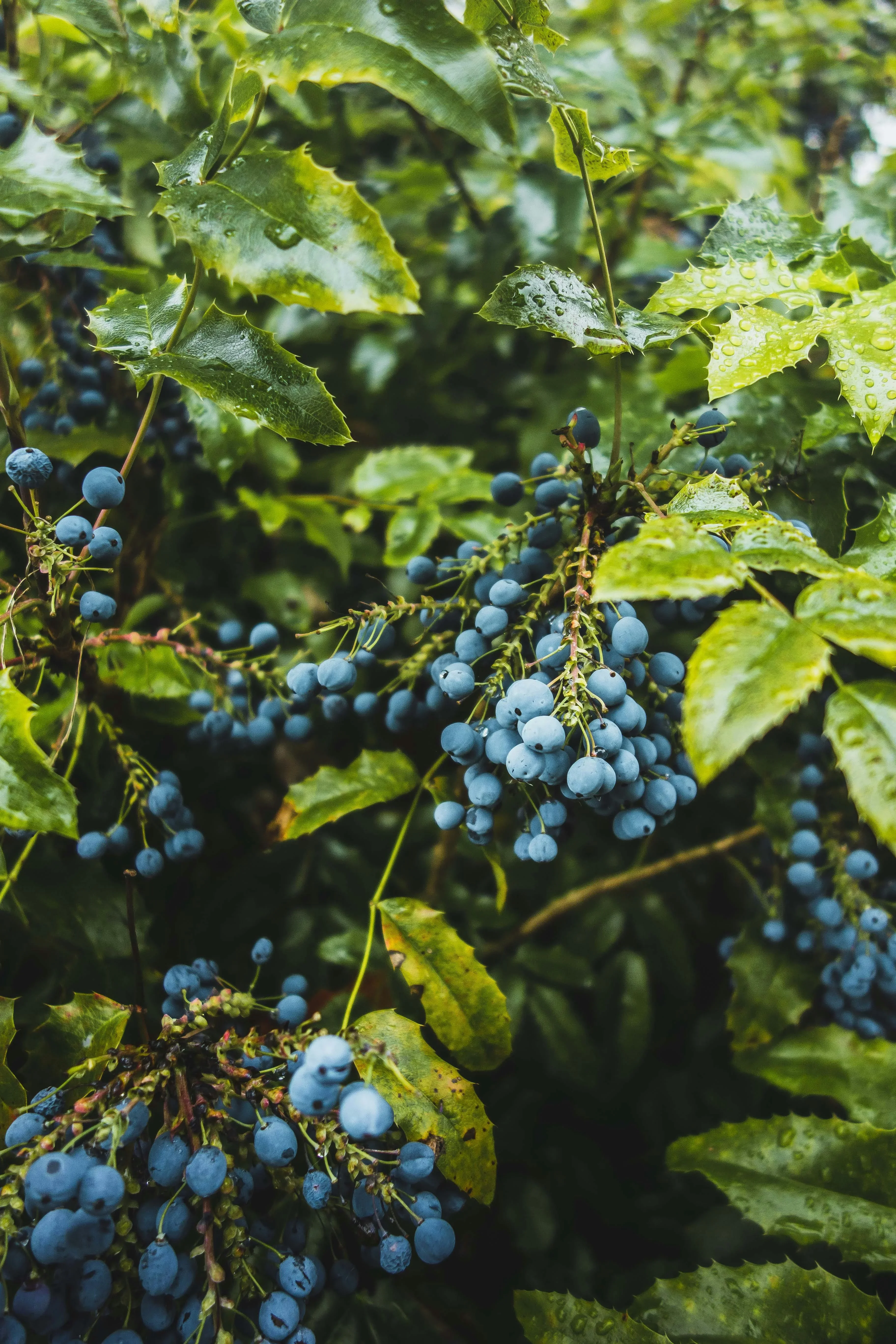 Blueberry plantation image