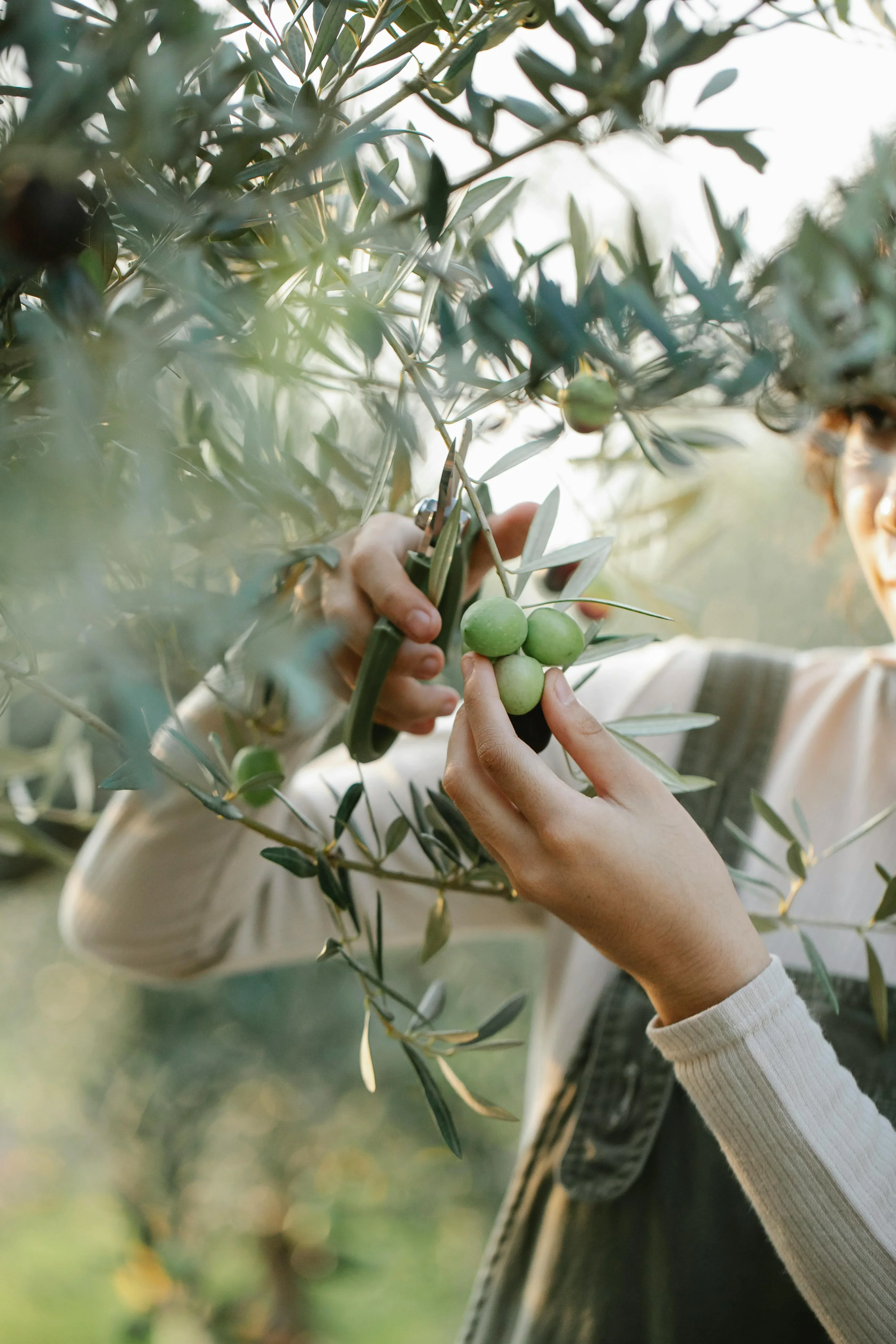 Olive Farm