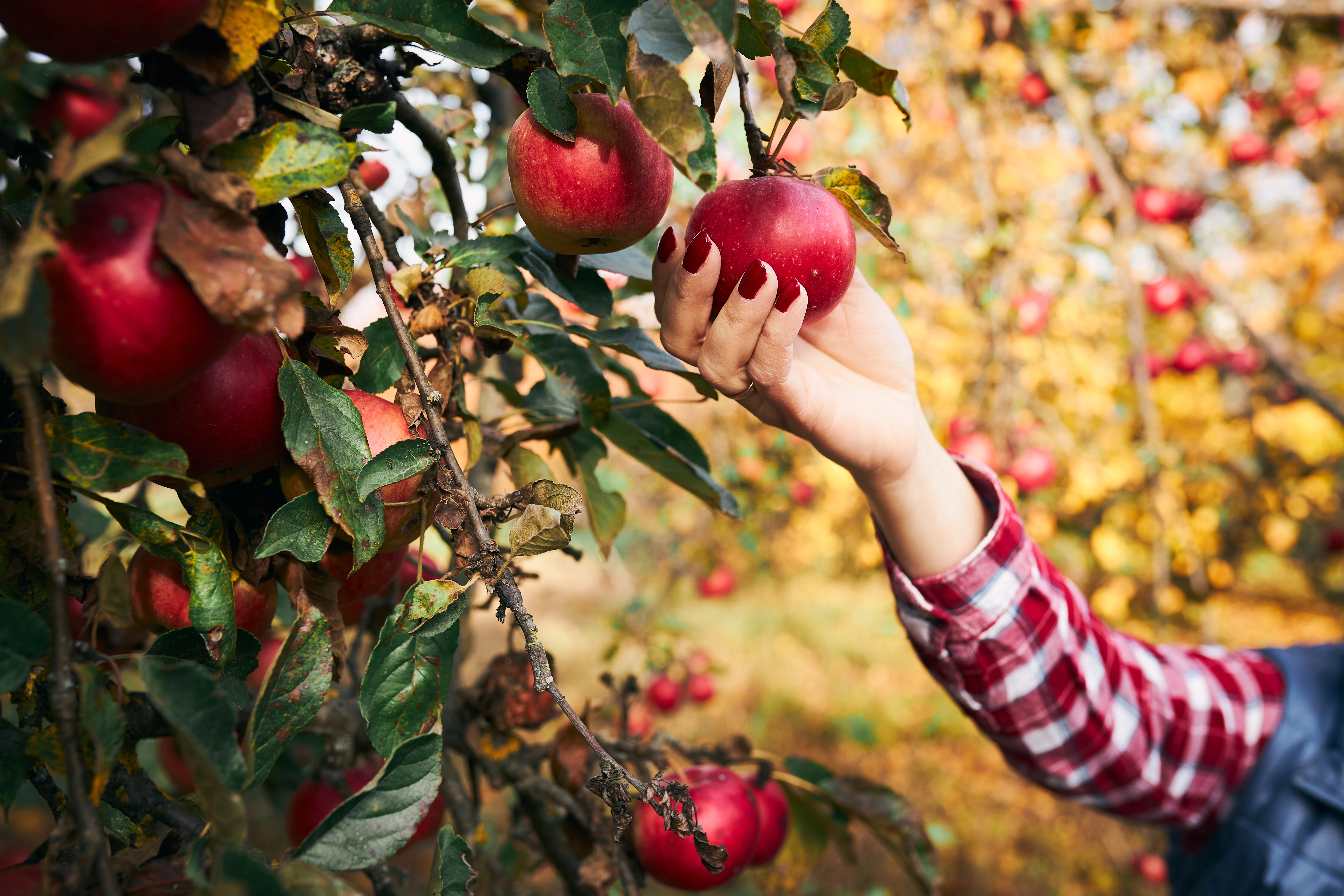 Apple Farm